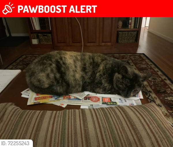 Lost Female Cat last seen Palmer Park & Holmes between Circle & Chelton, Colorado Springs, CO 80909
