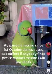 Lost Male Bird last seen Adelaide st, Abbotsford, BC V2T