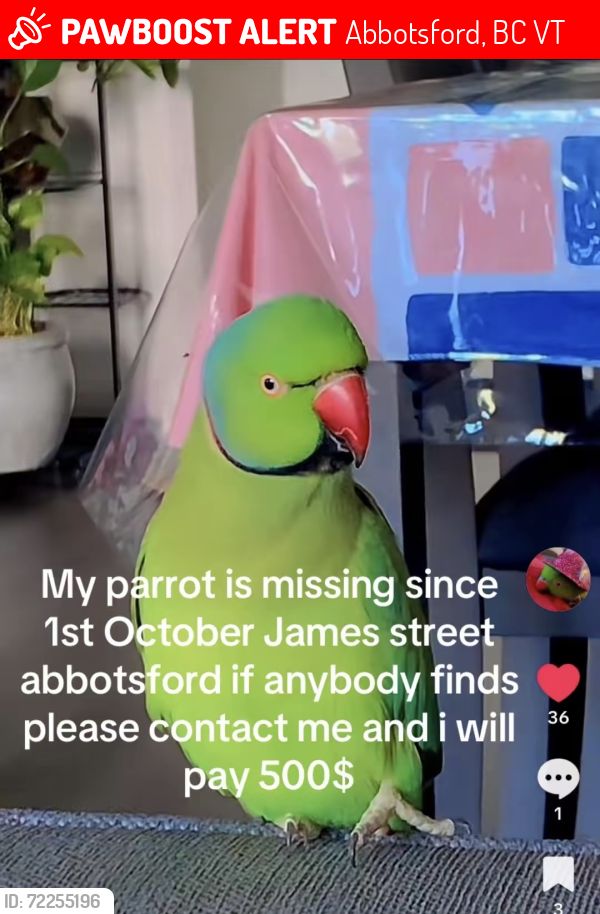 Lost Male Bird last seen Adelaide st, Abbotsford, BC V2T