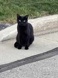 Lost Male Cat last seen Madison St and Highway 18, Waukesha, WI 53188