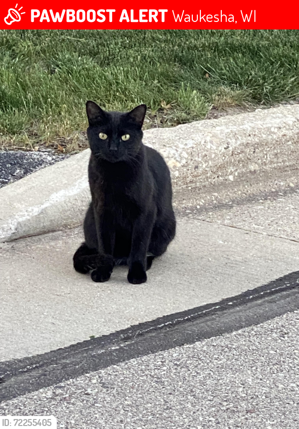 Lost Male Cat last seen Madison St and Highway 18, Waukesha, WI 53188