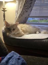 Lost Male Cat last seen NE 20th Street, Cleveland, TN 37323