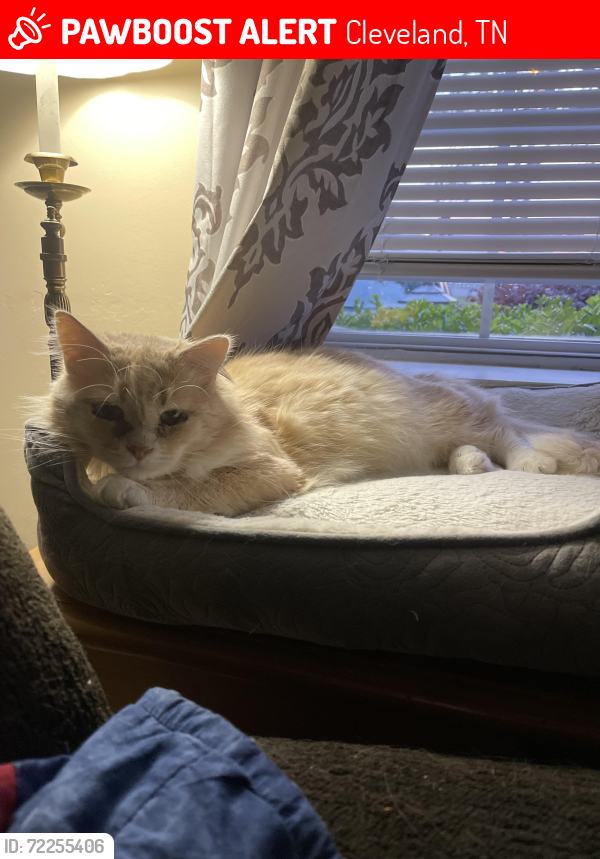 Lost Male Cat last seen NE 20th Street, Cleveland, TN 37323