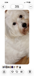 Lost Female Dog last seen Thompson, Kingman, AZ 86401
