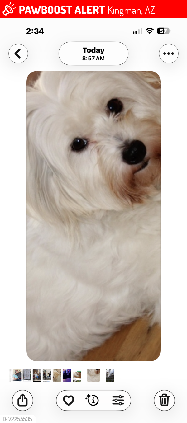 Lost Female Dog last seen Thompson, Kingman, AZ 86401