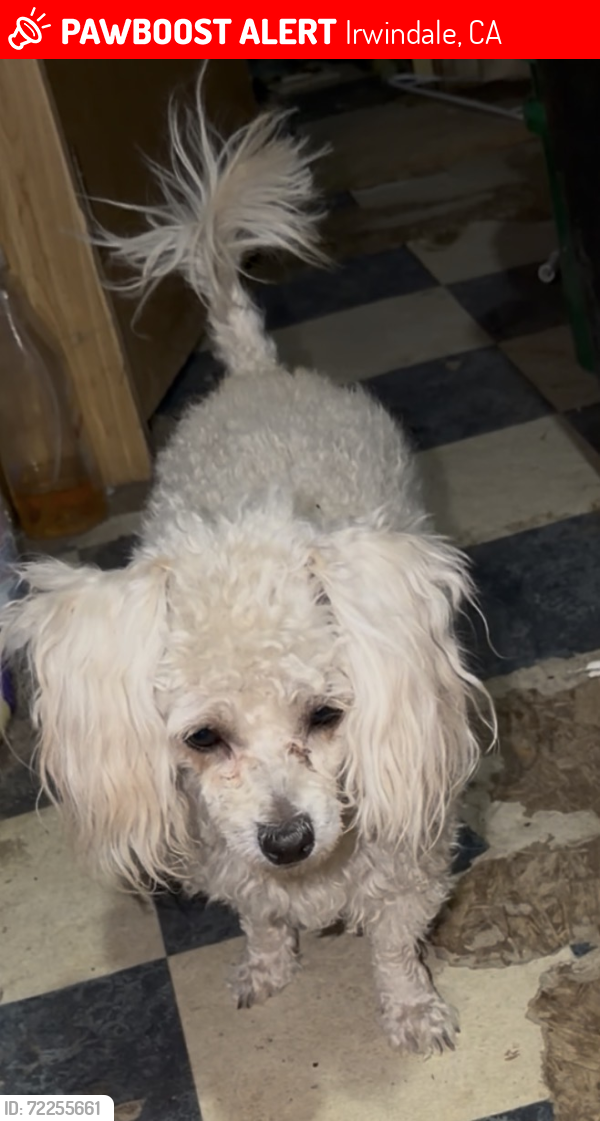 Lost Female Dog last seen Meridian St and Bateman Ave Irwindale, CA , Irwindale, CA 91010