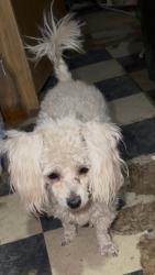 Lost Female Dog last seen Meridian St and Bateman Ave Irwindale, CA , Irwindale, CA 91010