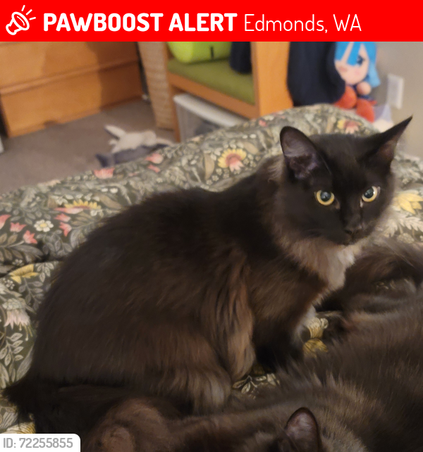 Lost Female Cat last seen Perrinvile Animal hosp, Cottage Bakery, Edmonds, WA 98026