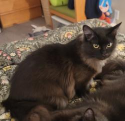 Lost Female Cat last seen Perrinvile Animal hosp, Cottage Bakery, Edmonds, WA 98026