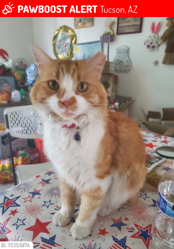 Lost Male Cat last seen Lee St and 7th Ave, Tucson, AZ 85705