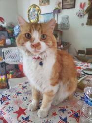 Lost Male Cat last seen Lee St and 7th Ave, Tucson, AZ 85705