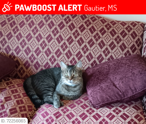 Lost Male Cat last seen Highway 90 & Ladnier Road , Gautier, MS 39553