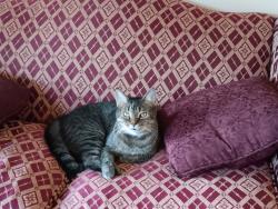 Lost Male Cat last seen Highway 90 & Ladnier Road , Gautier, MS 39553