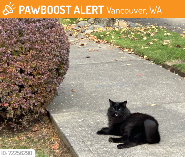 Wa Rav Cat Vancouver, WA Stray Cat Found Near NW 80th St cross NW 16th Ave | PawBoost