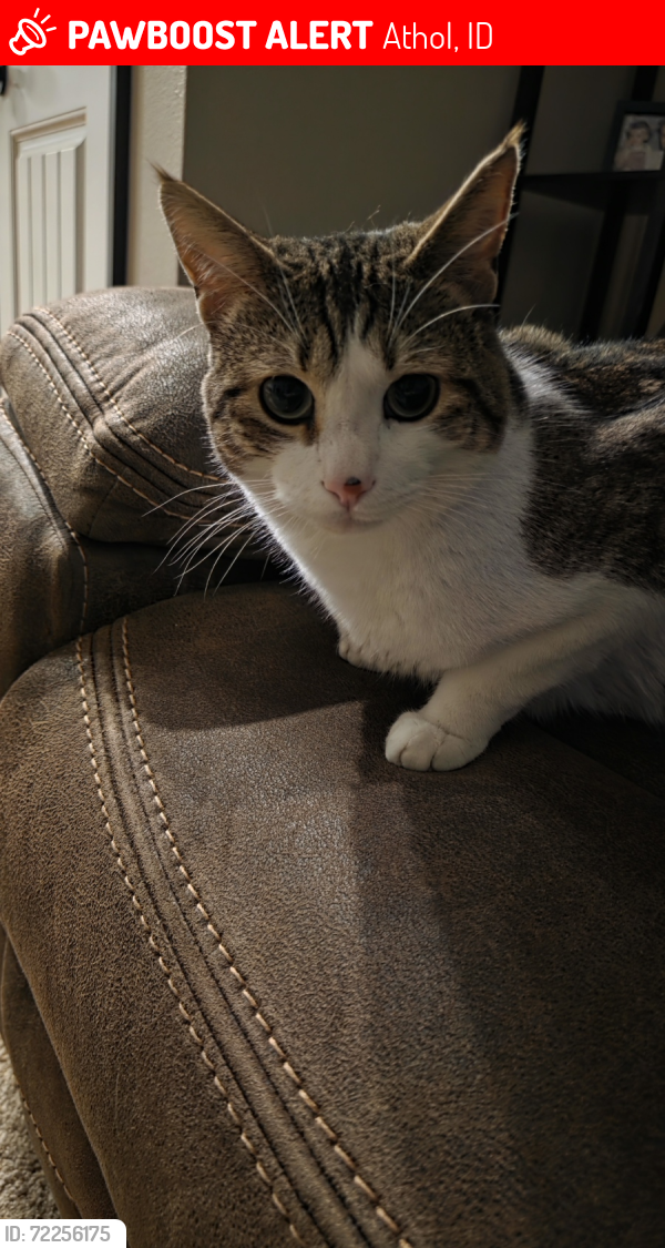 Lost Male Cat last seen Rapalla ct, Athol, ID, Athol, ID 83801