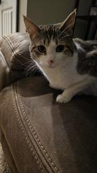 Lost Male Cat last seen Rapalla ct, Athol, ID, Athol, ID 83801