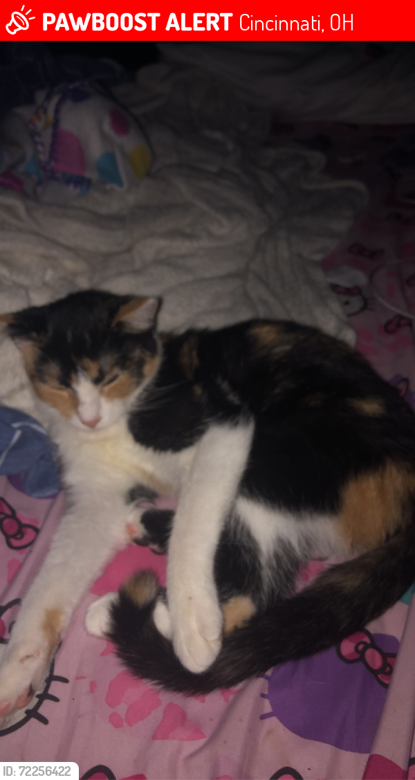 Lost Female Cat last seen glenrose lane , Cincinnati, OH 45244