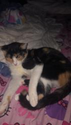 Lost Female Cat last seen glenrose lane , Cincinnati, OH 45244