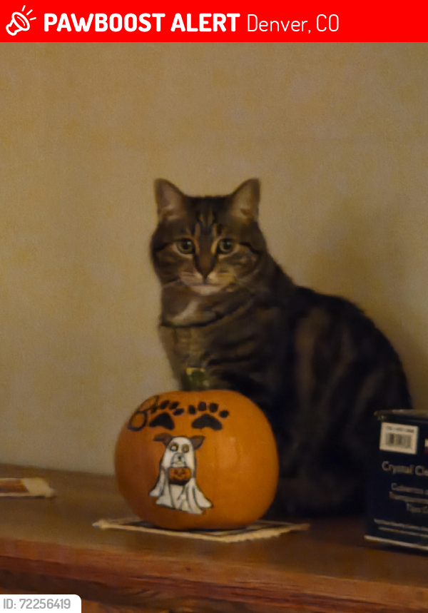 Lost Female Cat last seen Krameria St and Yale Ave, Denver, CO 80222