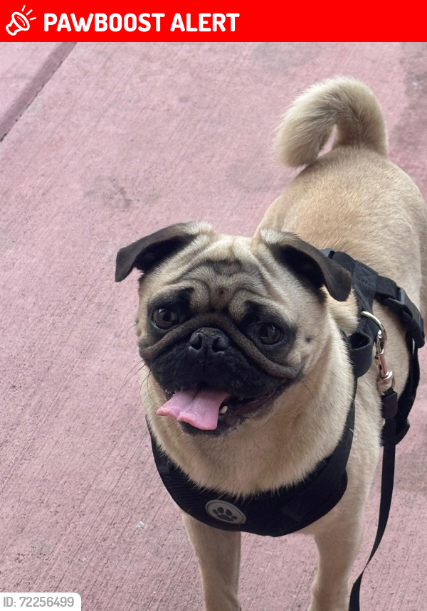 Lost Male Dog last seen Chelton and Jet win dr , Colorado Springs, CO 80916