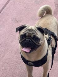 Lost Male Dog last seen Chelton and Jet win dr , Colorado Springs, CO 80916