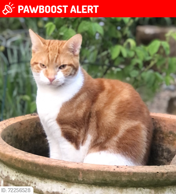 Lost Male Cat last seen Nursery Pub SK4, Greater Manchester, England SK4 2PX