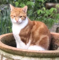Lost Male Cat last seen Nursery Pub SK4, Greater Manchester, England SK4 2PX