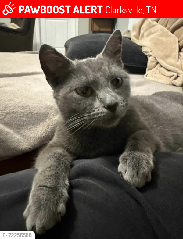 Lost Female Cat last seen Brigade and Gentry Dr. - Rossview Place Sub-Division off of Powell Rd, Clarksville, TN 37043