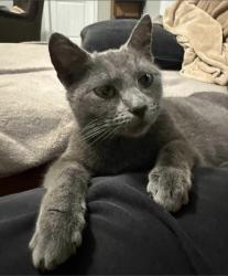 Lost Female Cat last seen Brigade and Gentry Dr. - Rossview Place Sub-Division off of Powell Rd, Clarksville, TN 37043
