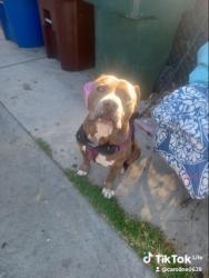 Lost Male Dog last seen Hacienda blvd, La Puente, CA 91745