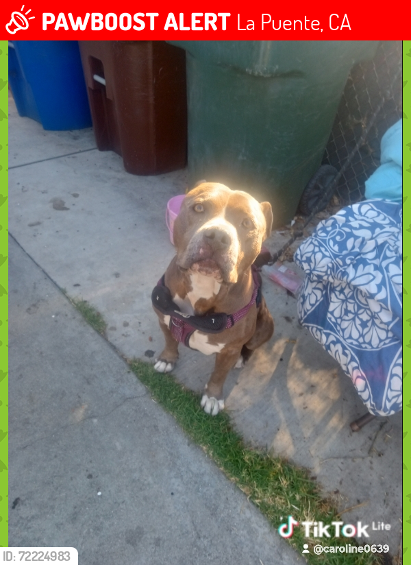 Lost Male Dog last seen Hacienda blvd, La Puente, CA 91745
