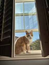 Lost Male Cat last seen Ralphs in Canyoncrest , Riverside, CA 92507