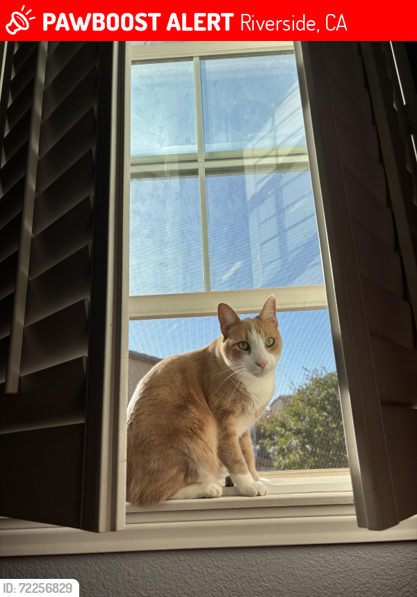 Lost Male Cat last seen Ralphs in Canyoncrest , Riverside, CA 92507