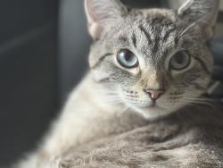 Lost Female Cat last seen near 240th and 109TH PL, Bower Village Apts. , Kent, WA 98031