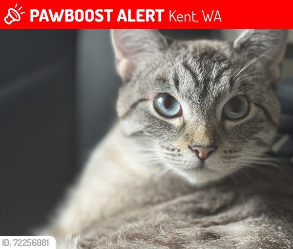 Lost Female Cat last seen near 240th and 109TH PL, Bower Village Apts. , Kent, WA 98031