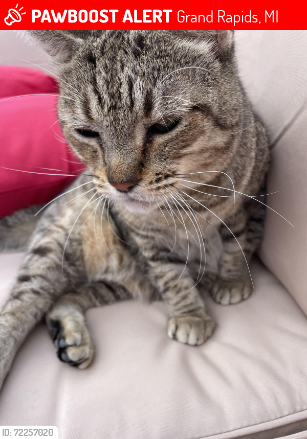 Lost Male Cat last seen Innes and Crescent st , Grand Rapids, MI 49503