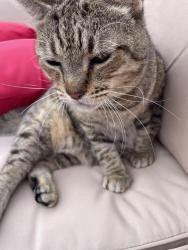 Lost Male Cat last seen Innes and Crescent st , Grand Rapids, MI 49503
