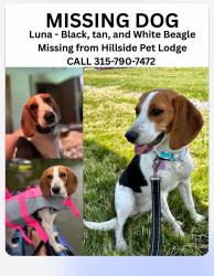 Lost Female Dog last seen Soule Road, Oneida County, NY 13354