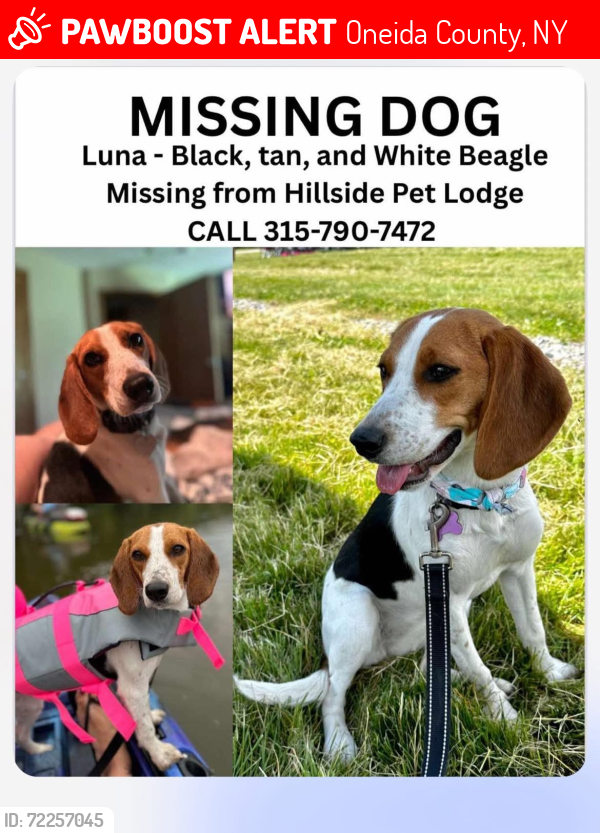 Lost Female Dog last seen Soule Road, Oneida County, NY 13354