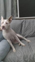 Lost Female Dog last seen Haven humane, Anderson, CA 96007