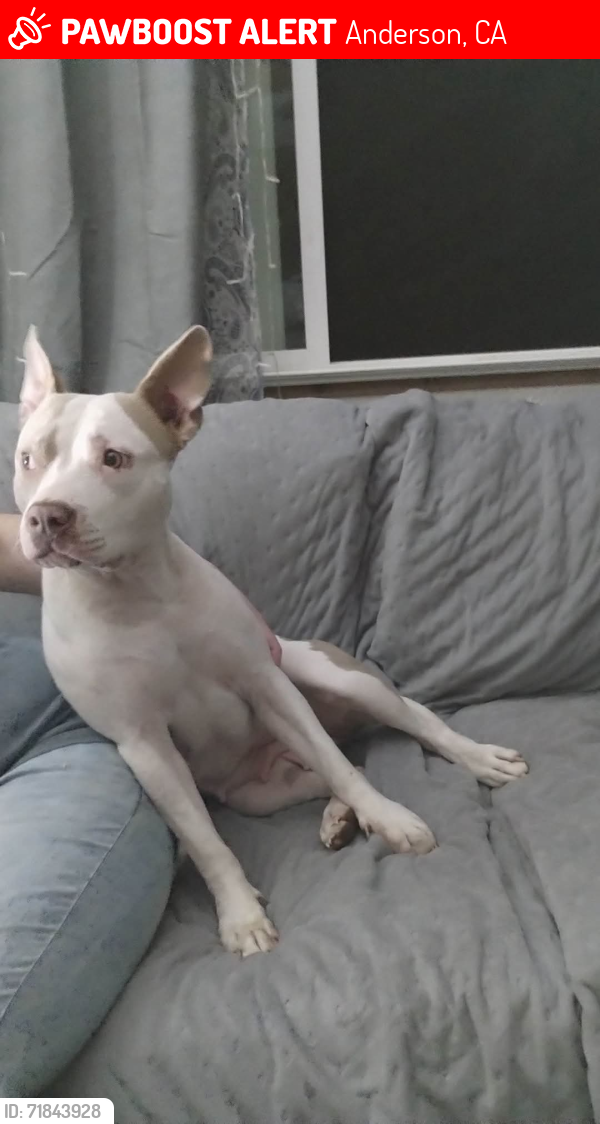 Lost Female Dog last seen Haven humane, Anderson, CA 96007