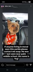 Lost Male Dog last seen Kitching ave and jaffa way, Moreno Valley, CA 92557