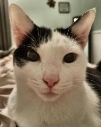Lost Male Cat last seen Ohio Ave & Glenwood Ave, Ludlow, KY 41016