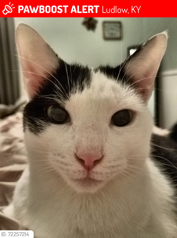 Lost Male Cat last seen Ohio Ave & Glenwood Ave, Ludlow, KY 41016