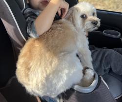 Lost Male Dog last seen Deer Flat Rd and Nash lane, Canyon County, ID 83607