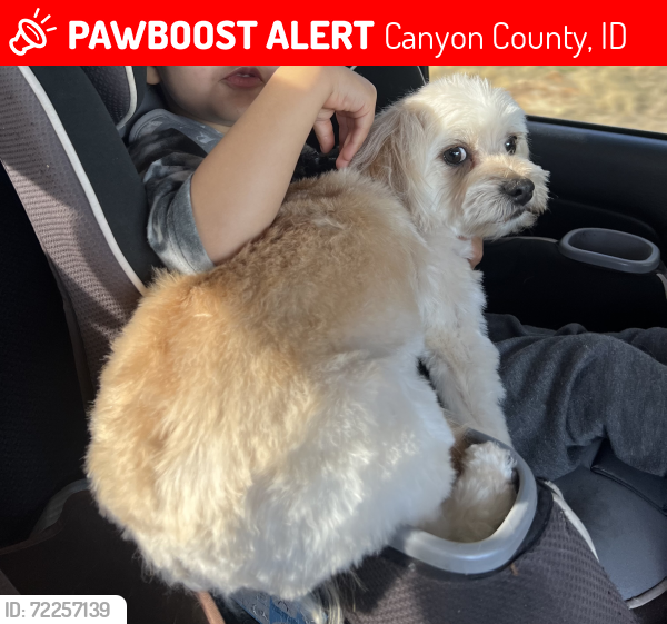 Lost Male Dog last seen Deer Flat Rd and Nash lane, Canyon County, ID 83607