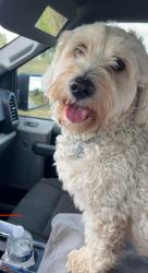 Lost Male Dog last seen Huffsmith Kohrville Rd, Tomball, TX 77375