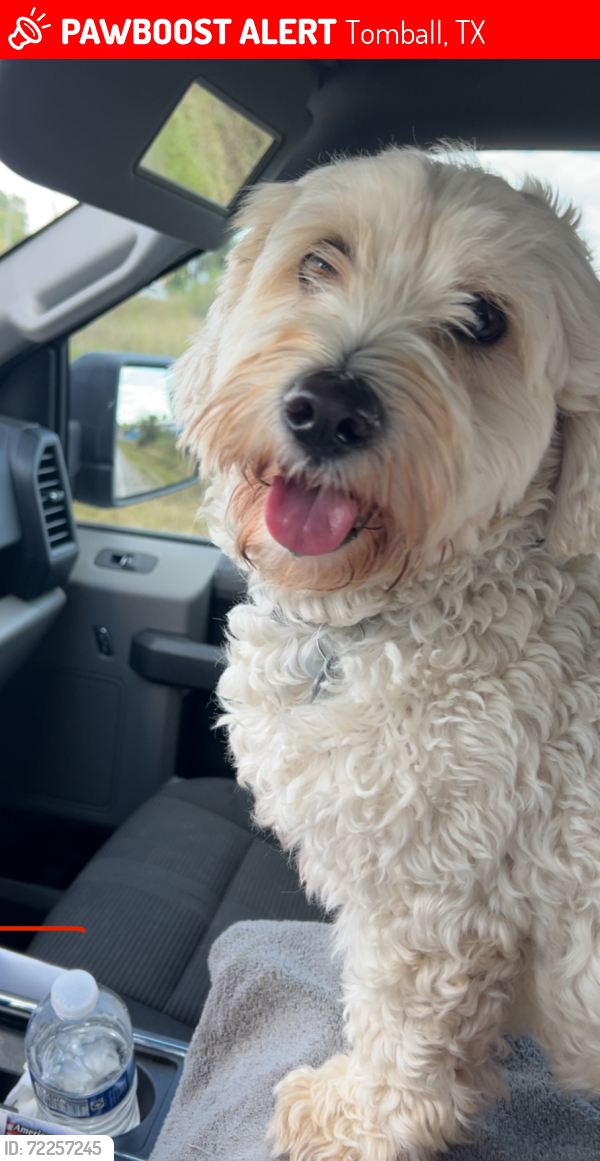 Lost Male Dog last seen Huffsmith Kohrville Rd, Tomball, TX 77375
