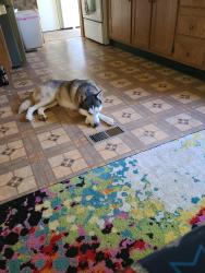 Reunited Male Dog last seen Groff Road , Bechtelsville, PA 19505