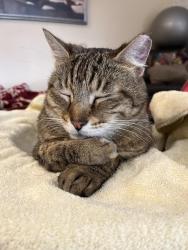 Lost Male Cat last seen 18th St & 17th Ave, Vero Beach, FL 32960
